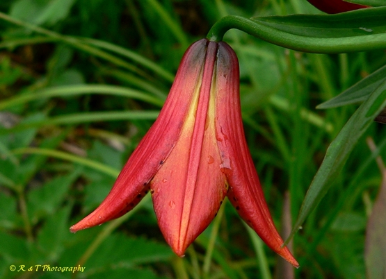 {Lilium grayi}